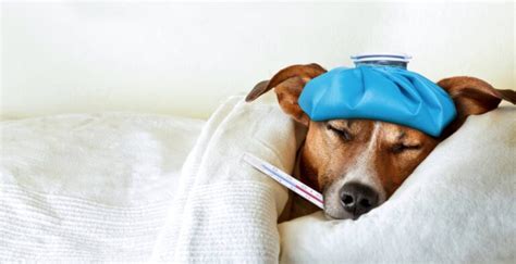 Dog Flu Symptoms You Can't Ignore | Canine Influenza | Kingsdale Animal ...