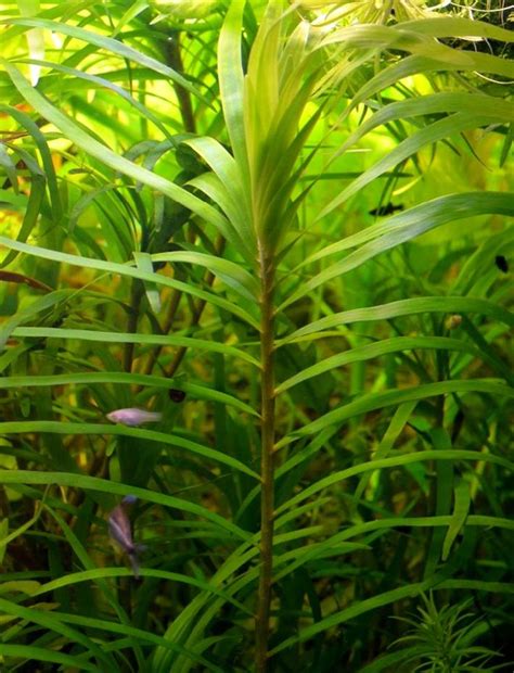 Аквариумные растения - эйхорния лазоревая, рекомендации по уходу