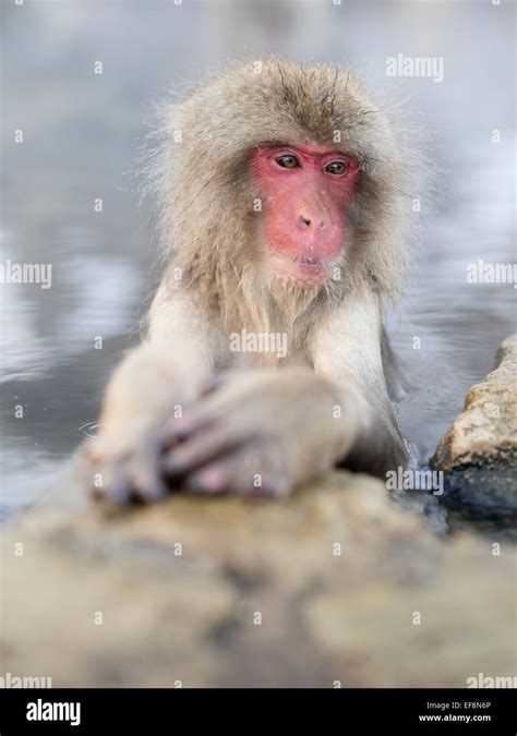 Japanese Snow Monkeys Bathing In Hot Spring Pools At Jigokudani Onsen Nagano Prefecture Japan