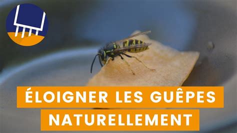 5 astuces naturelles pour éloigner les guêpes YouTube