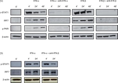 Rotavirus induced IFN β promotes anti viral signaling and apoptosis