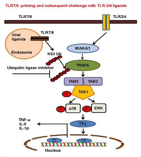 Proposed Model Of Toll Like Receptor Tlr 78 Priming Of Bone