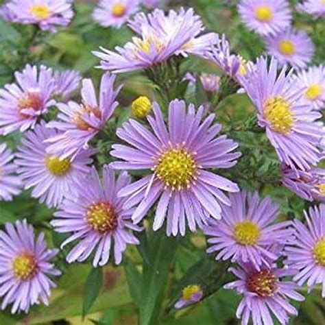 11 Of The Best Perennial Asters For Late Summer Color Gardeners Path