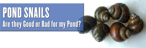 Identifying Good and Bad Pond Snails - Water X Scapes