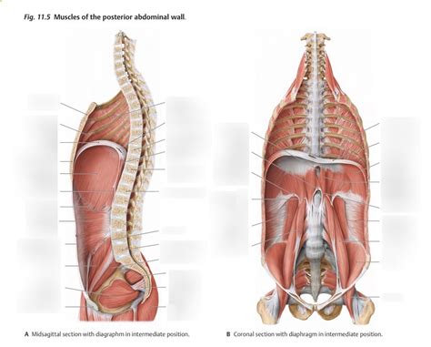 Diagram Muscles de la paroi postérieure de l abdomen Quizlet