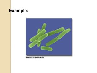 Anatomy of prokaryotic cells | PPT