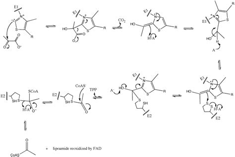 Pyruvate dehydrogenase - Proteopedia, life in 3D