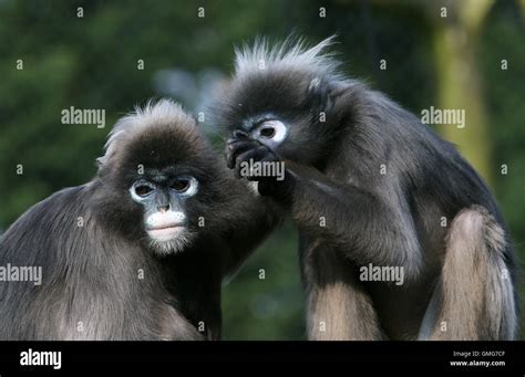 Grooming Pair Of Dusky Leaf Monkeys Trachypithecus Obscurus A K A