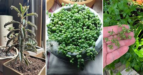 9 Indoor Plants That Self Seed | Balcony Garden Web