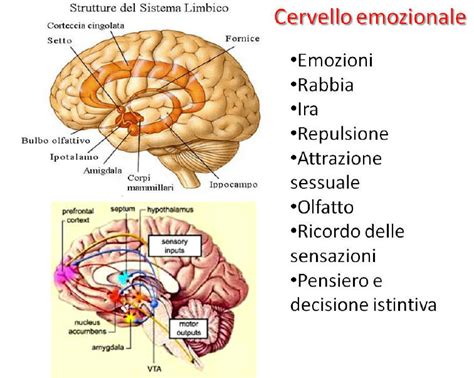 Sistema Nervoso Spiegato Ai Bambini Bodardner