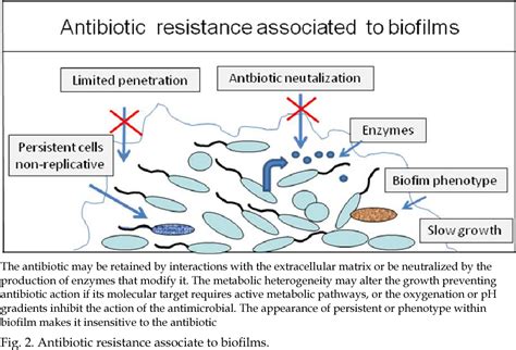 Figure From Biofilms A Survival And Resistance Mechanism Of