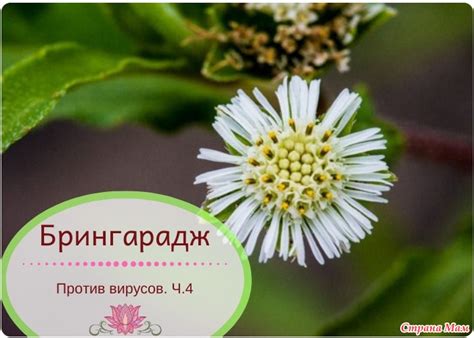 Травы против вирусов. Ч.4 - Аюрведа для красоты и здоровья. - Страна Мам