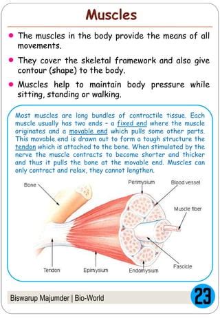 Skeleton Movement And Locomotion Pdf