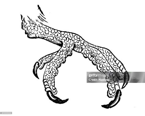 parrot foot high res vector graphic getty images