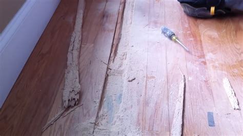 Powder Post Beetle Hardwood Floor Damage Youtube