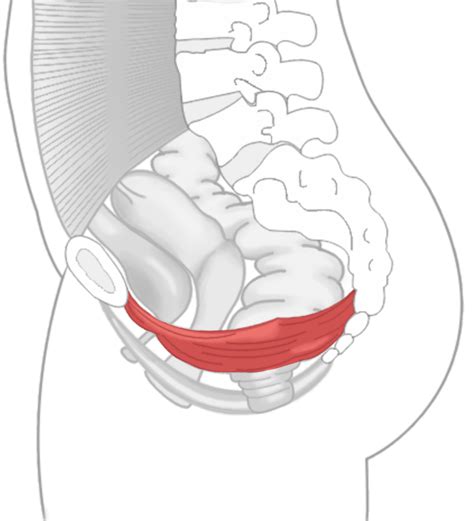 P Rin E Femme Muscles Essentiels Pour La Sant Laccouchement Et La