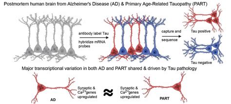 Transcriptional Signatures Of Hippocampal Tau Pathology In Primary Age