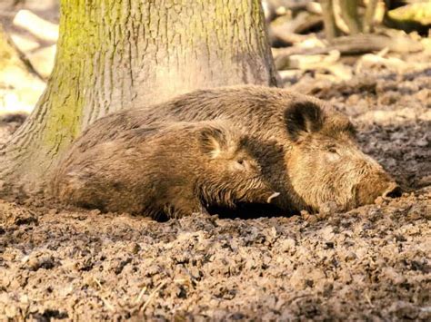 Wo Leben Wildschweine Waldpedia De