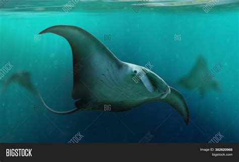 Huge Oceanic Manta Ray Image & Photo (Free Trial) | Bigstock