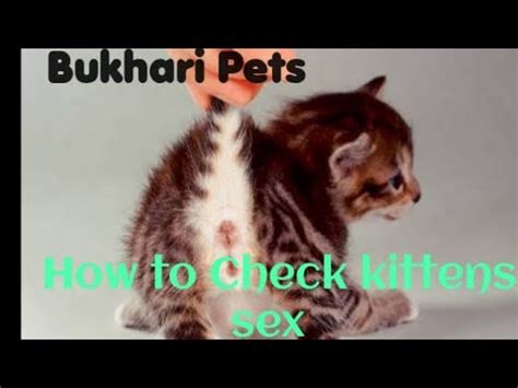 How To Check Kittens Sex Male Or Female YouTube