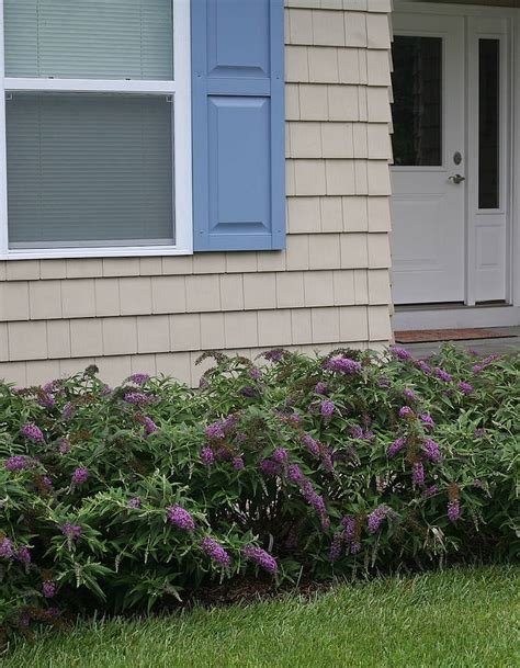 Buddleja Purple Chip Dwergvlinderstruik Plantbezorgd