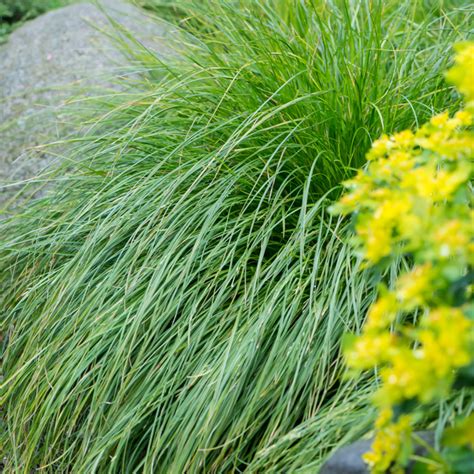 Szkółka Bylin Dobrepole - Carex pendula - turzyca zwisła