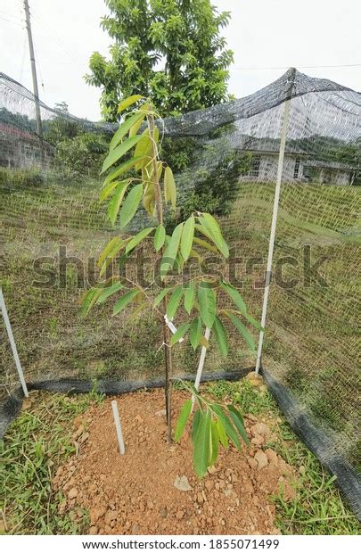 Seedlings Musang King Durians Variety Growing Stock Photo 1855071499