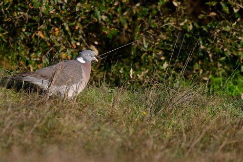 Pigeon Ramier Dsc Dxo Jean Morillon Flickr