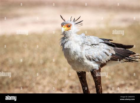 Gras savannen Fotos und Bildmaterial in hoher Auflösung Alamy