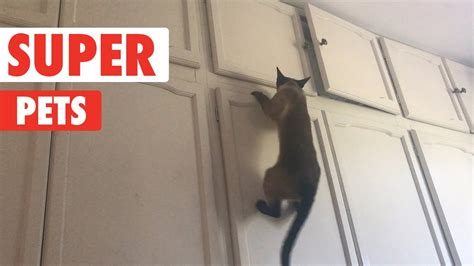 Super Pets | Funny Pet Video Compilation 2017 - YouTube