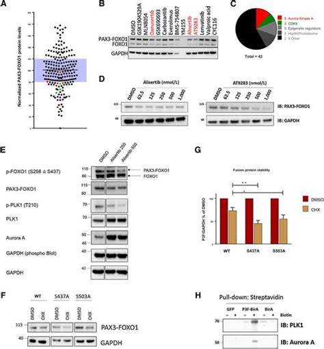 Aurora A Kinase Inhibition Destabilizes Pax3 Foxo1 And Mycn And