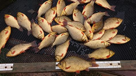 crucian carp priory fishery