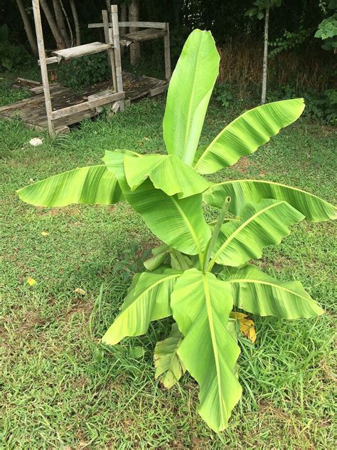 Musa Basjoo Hardy Banana Tree In Inch Pot Pots Plants One Plant