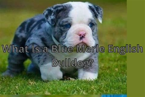 Blue Merle English Bulldog: A Comprehensive Overview