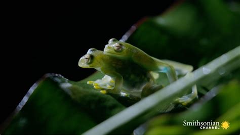 Pregnant Glass Frog