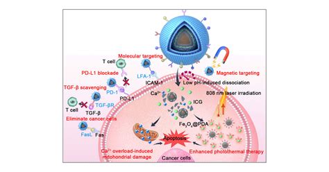 A Multifunctional Biomimetic Nanoplatform For Dual Tumor Targeting