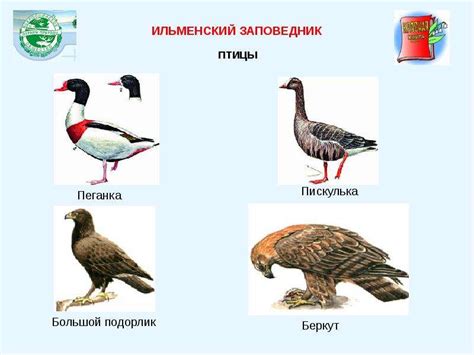 Заповедники России - презентация, доклад, проект скачать