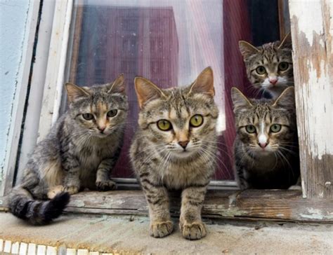 How To Tell The Sex Of A Kitten In 5 Simple Steps Cats