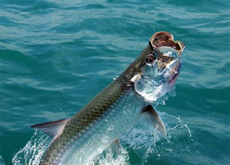 Tarpon Fishing In Costa Rica Costa Rica Sportfishing Tours Charters