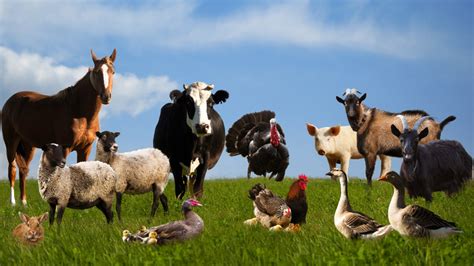 What Does Human Flesh Taste Like?