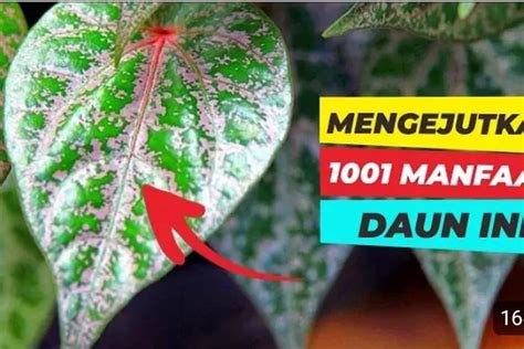 Khasiat Luar Biasa Daun Sirih Merah Untuk Kesehatan Manfaat Ajaib