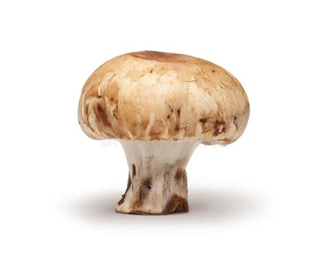 Chestnut Mushroom stock image. Image of ingredient, brown - 25186215