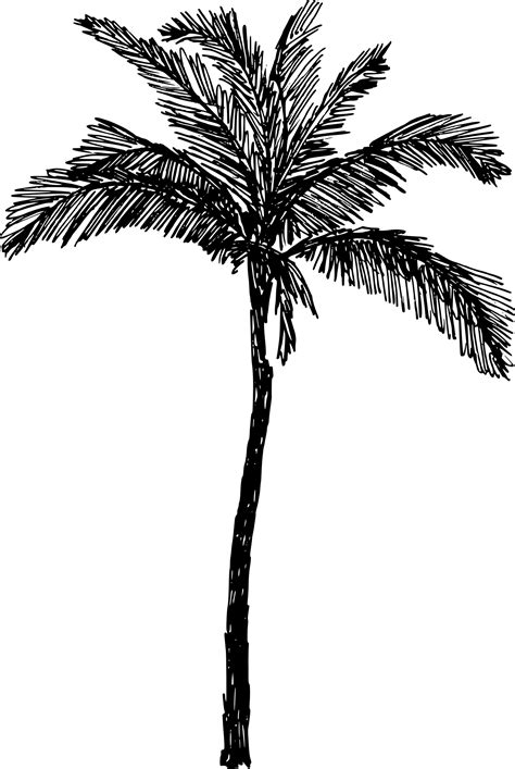 drawing of palm tree 7