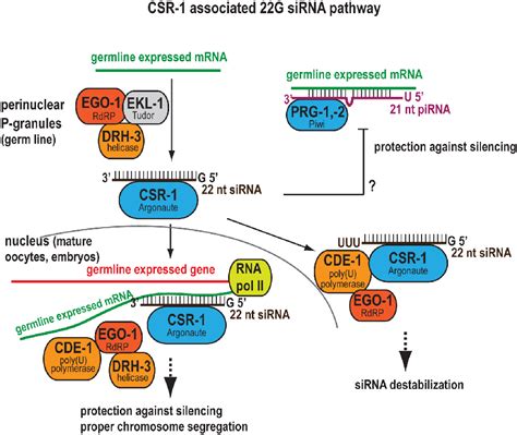 Figure 2 From Endogenous Rnai Pathways In C Elegans Semantic Scholar