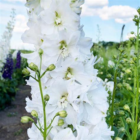 Многолетние цветы белого цвета. Выбор для цветника