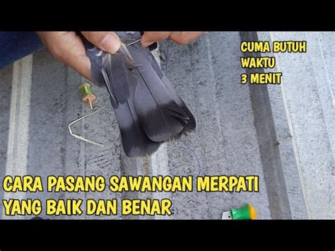 Cara Memasang Sawangan Merpati Di Ekor YouTube