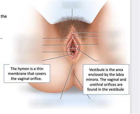 Vagina Diagram Quizlet