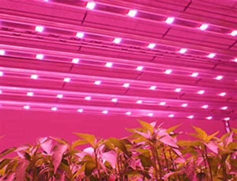 Best Tips For Growing Cannabis With Led Lights Blimburn Seeds