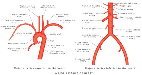 Aorta Y Sus Ramas