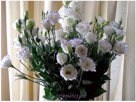 Растение эустома в открытом грунте: посадка и уход: